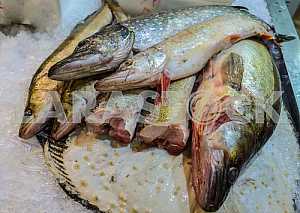Perches and a pair pickerels are on display on the carcass floun