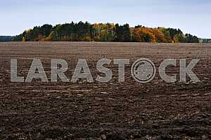 Autumn field