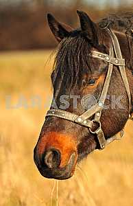 Black horse with a red mark on the face