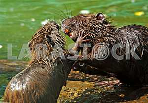 Muskrat