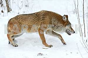 Gray Wolf