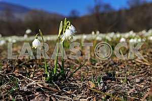 Snowdrops