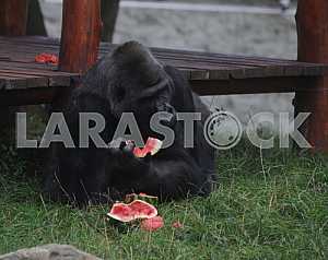 Tony gorilla