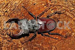 Stag-beetle