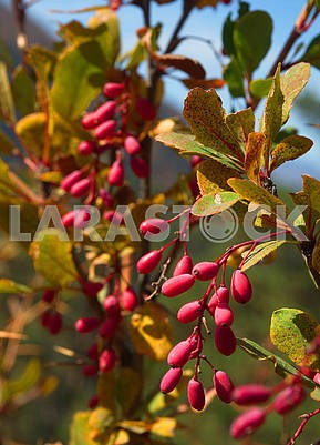 Branch of dogwood berries