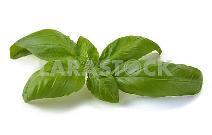 Leaves of basil