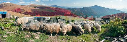 Transcarpathian pastures in autumn