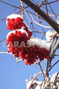 Viburnum (Viburnum opulus)