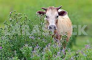 Cow portrait