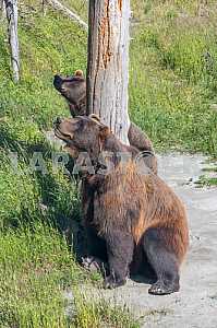Вlack bear