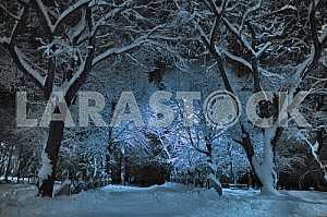 Rivne