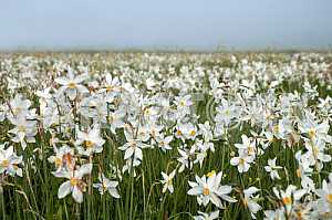 Narcissus Valley