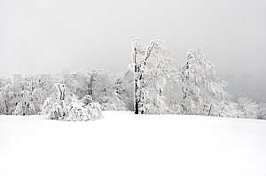 Landscape with icy trees