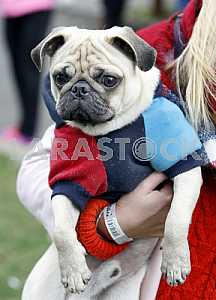 Dog dressed in costume
