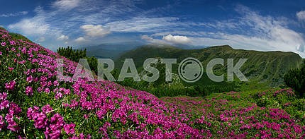 Flowering mountains of Ukraine