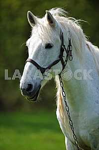 White horse