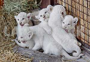 White lion cubs