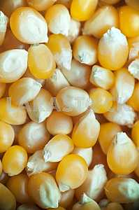 Maize