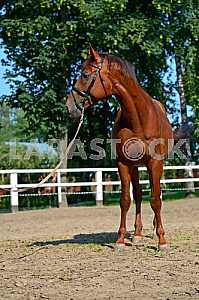 Tribal young stallion at the racetrack