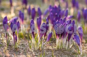 Crocus - genus of herbaceous perennials kasatikovyh family.