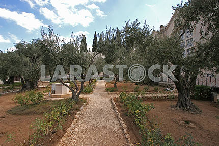 Гефсиманский сад, Иерусалим
