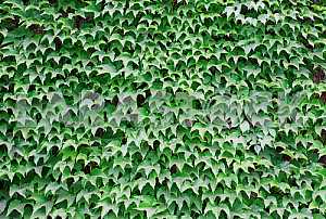 GREEN LEAVES OF AN IVY