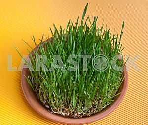Sprouts of germinating wheat