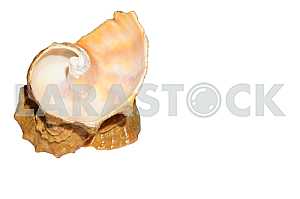 The atomized seashell on a white background