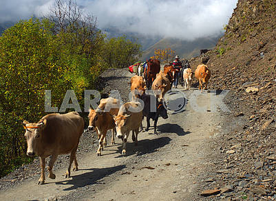 Cows on the Tusheti road