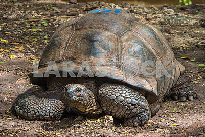 Giant tortoise Aldabra