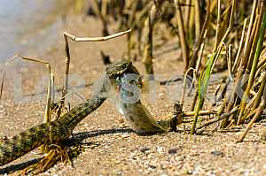 Water snake