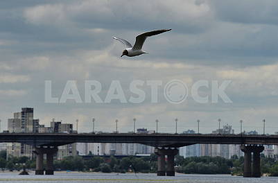 Seagull over the Dnieper