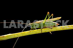 Grasshopper