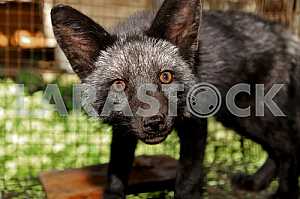 Portrait of black foxes
