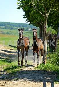 Horse on a green grass