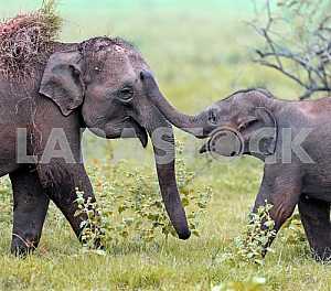 Elephant in Sri Lanka