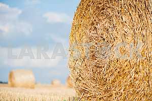 Staw bales on fields at harvesting time