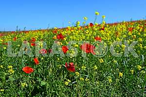 Poppy