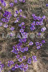 Crocus - genus of herbaceous perennials kasatikovyh family.