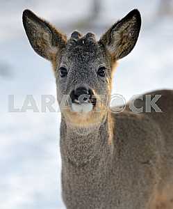 Roebuck