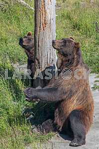 Вlack bear