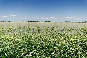 Buckwheat