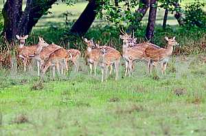 Spotted deer