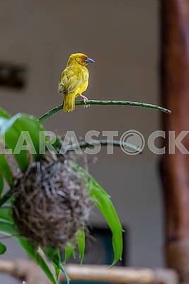 Yellow Goldfinch in Zanzibar