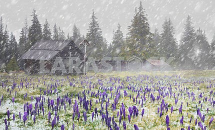 Crocuses in a blizzard