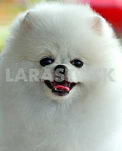 German Spitz
