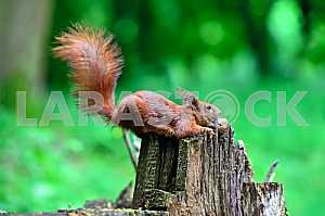 Squirrel