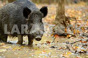Wild pig