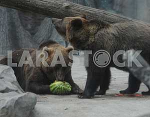 Bear