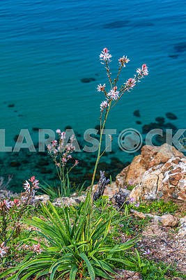 Flowers on the background of the sea